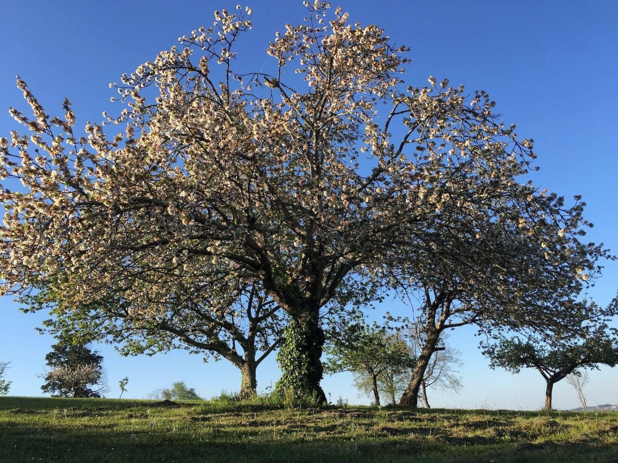 5 Lasserre Moulon-sur-Dordogne Екстериор снимка